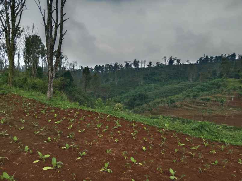 tanah untuk kandang kabupaten batang