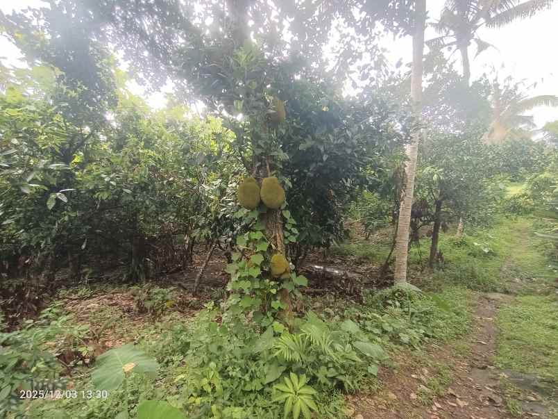 tanah zona kuning dekat pantai selabih tabanan bali