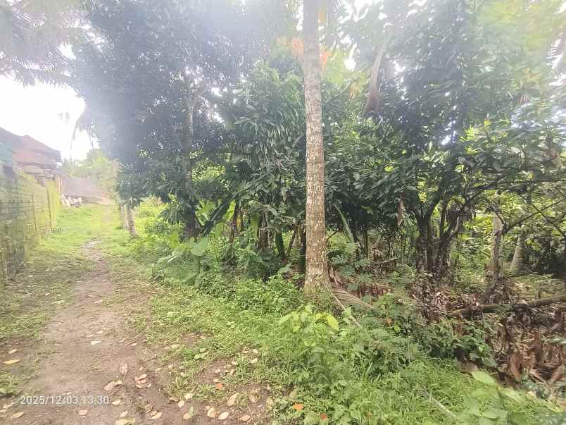 tanah zona kuning dekat pantai selabih tabanan bali