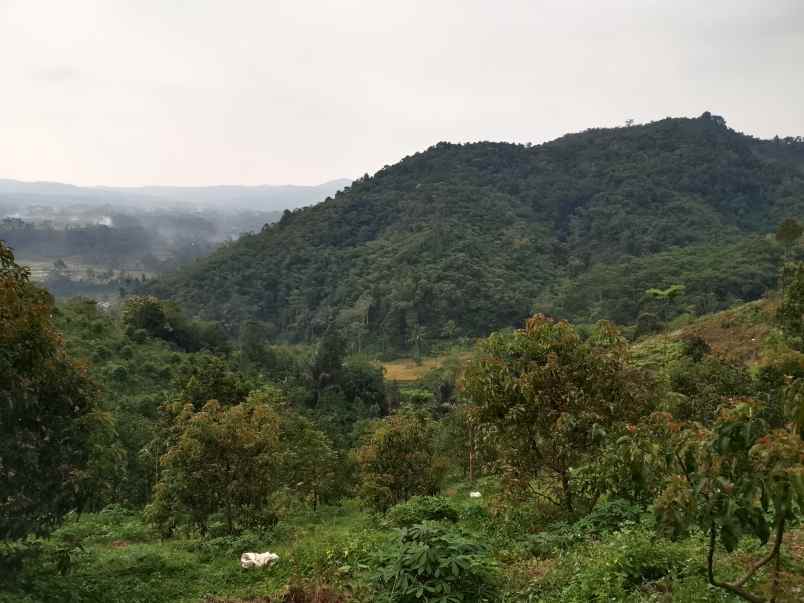 vila kebun alpukat durian subang jawa barat