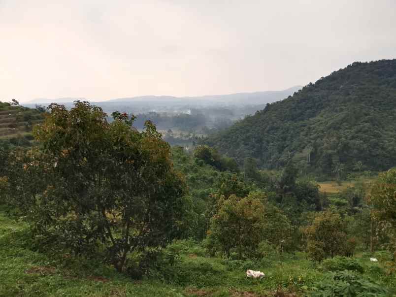vila kebun alpukat durian subang jawa barat