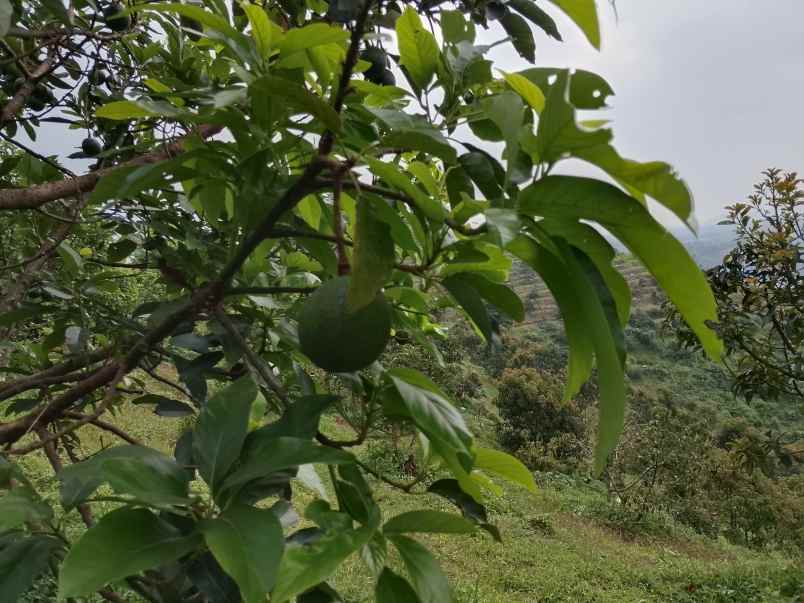 vila kebun alpukat durian subang jawa barat
