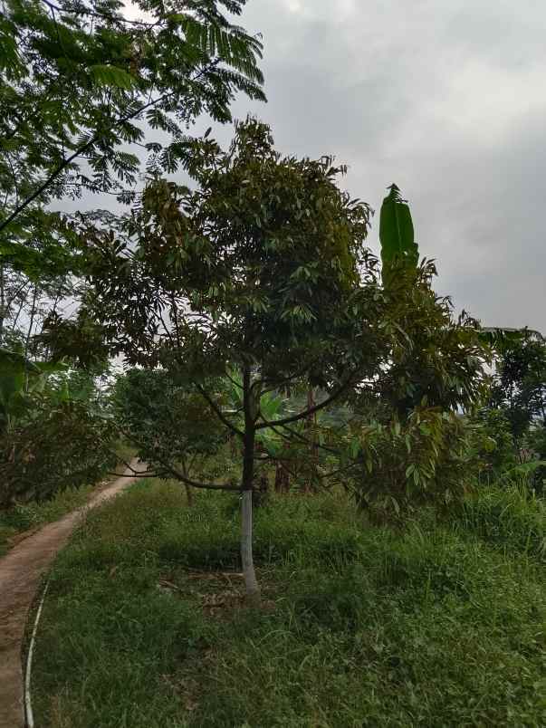 vila kebun alpukat durian subang jawa barat