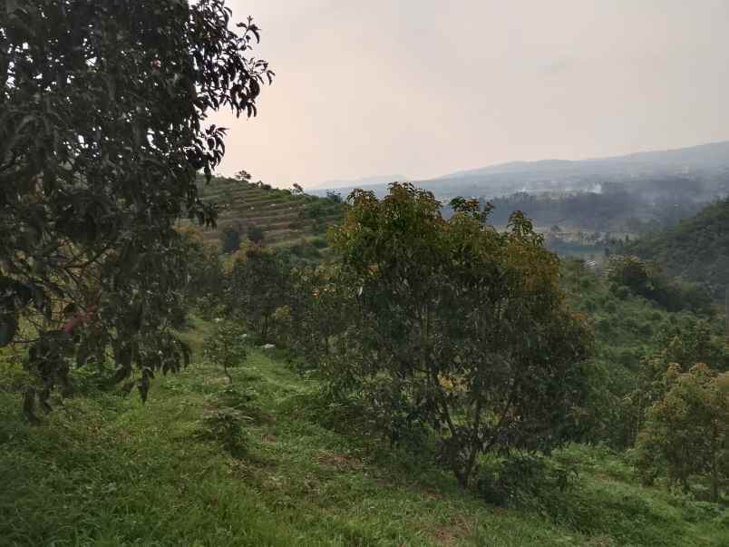 vila kebun alpukat durian subang jawa barat