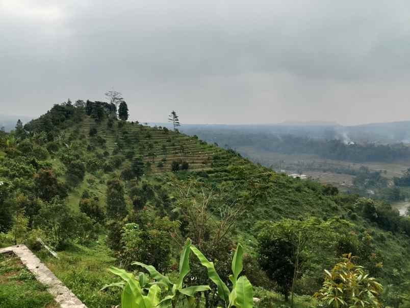 vila kebun alpukat durian subang jawa barat