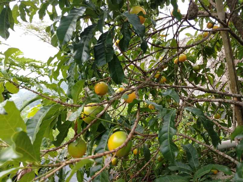 vila kebun alpukat durian subang jawa barat