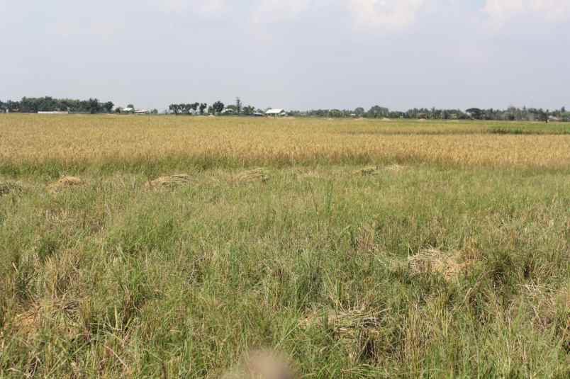 dijual tanah desa suka asih cikarang