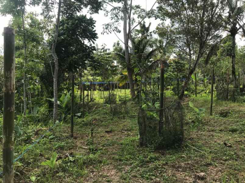 dijual tanah jalan raya payangan