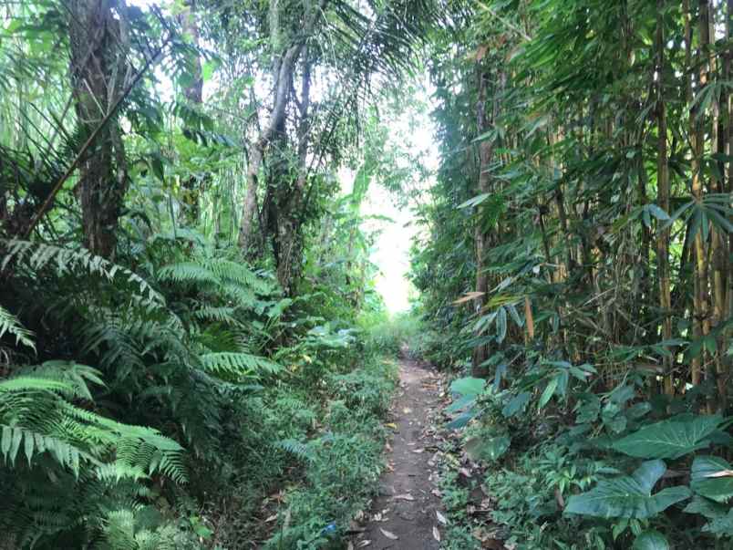 dijual tanah jalan raya payangan