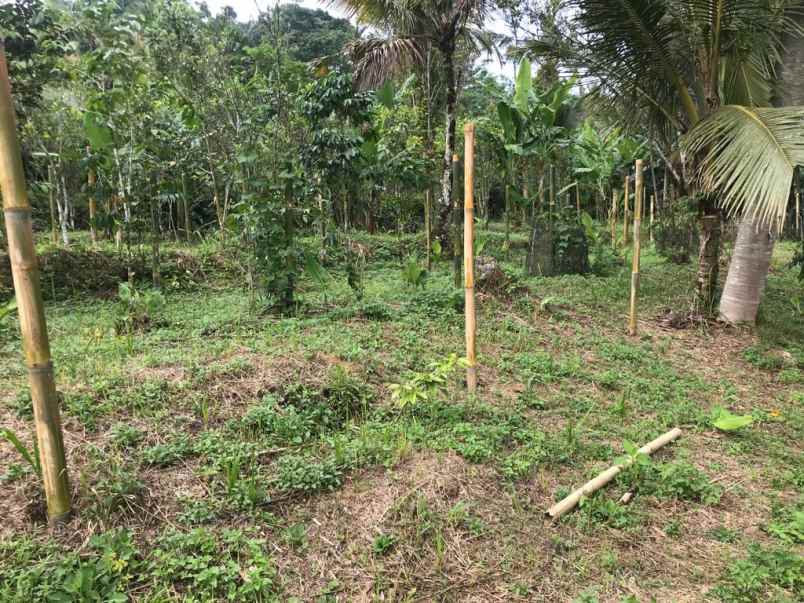 dijual tanah jalan raya payangan