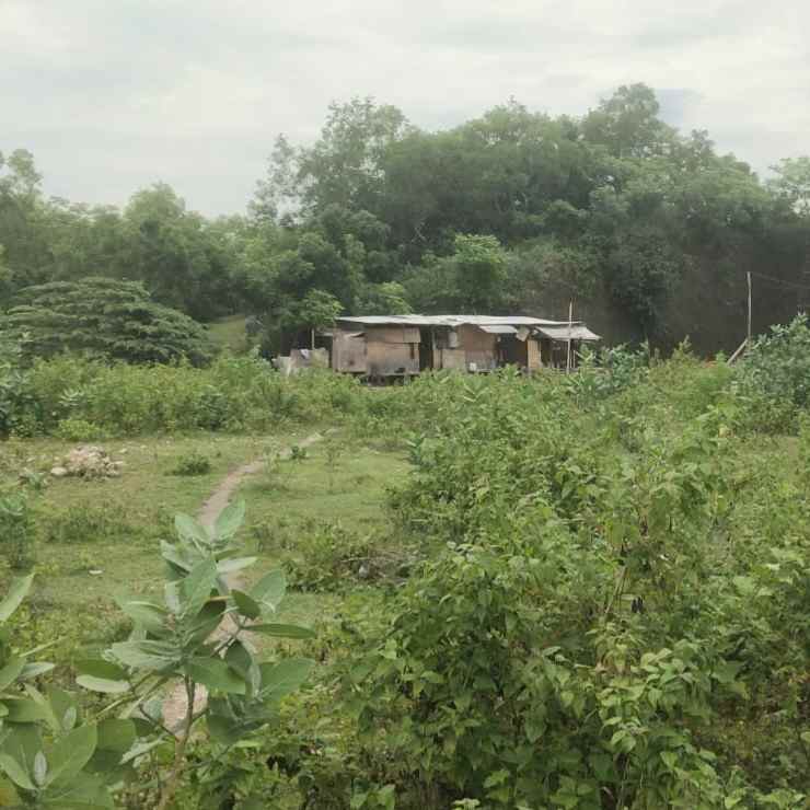 dijual tanah jl raya kampial