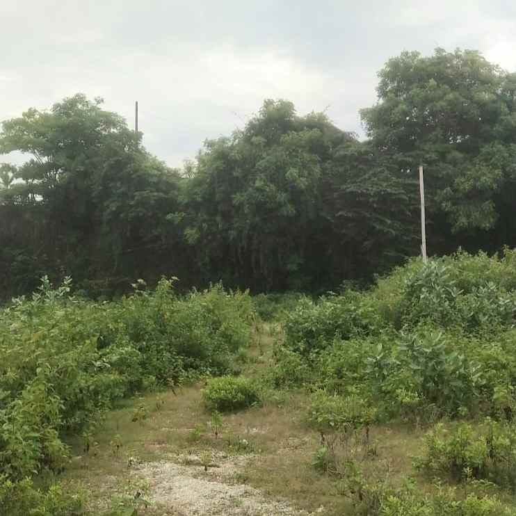 dijual tanah jl raya kampial