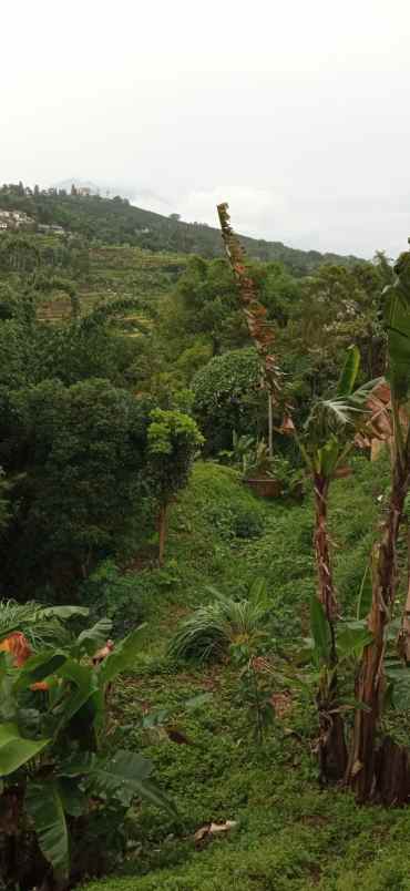 dijual tanah jl raya puncak rt 03 rw02