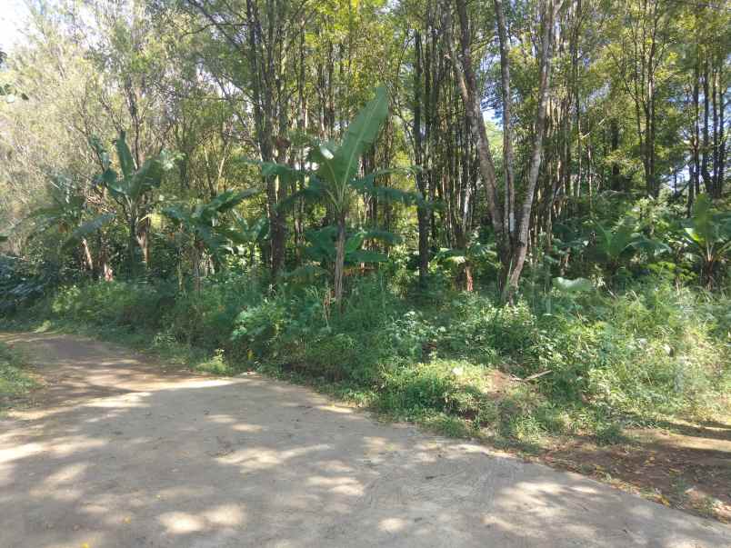 dijual tanah kebun cengkeh udara sejuk
