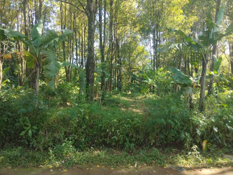 dijual tanah kebun cengkeh udara sejuk