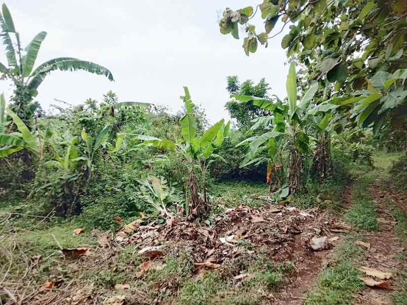 dijual tanah kebun luas dan murah