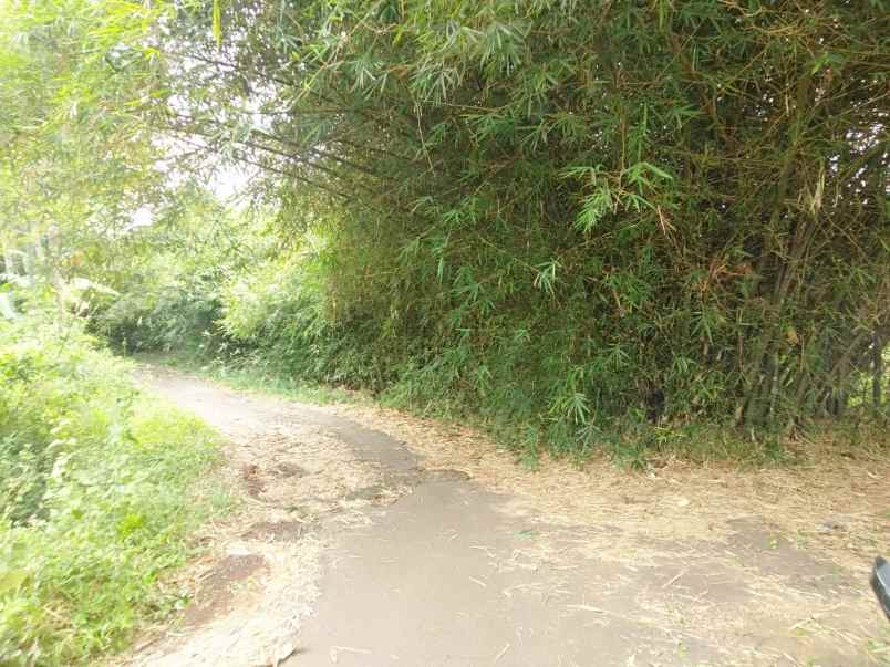 dijual tanah kebun luas dan murah