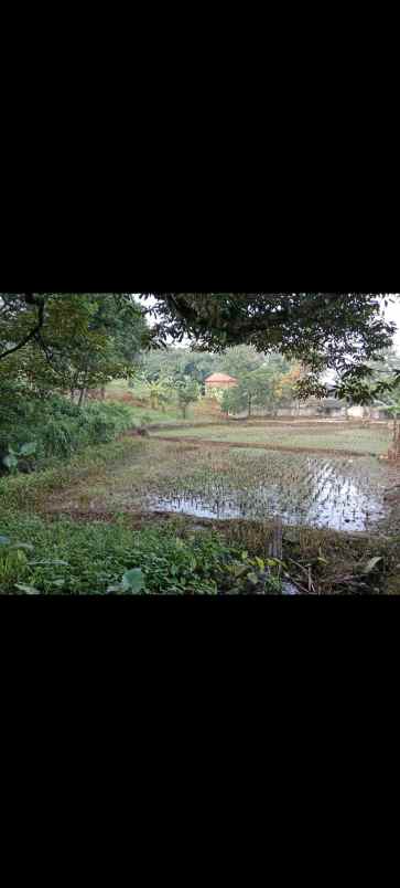 dijual tanah kebun sawah empang tanjungwangi subang