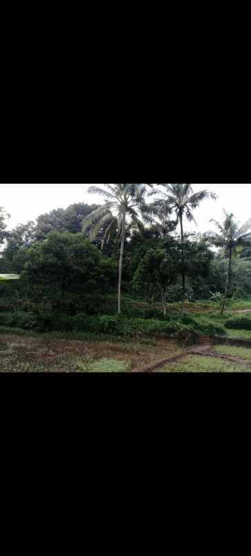 dijual tanah kebun sawah empang tanjungwangi subang