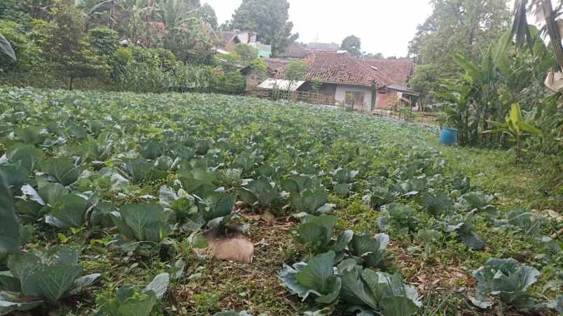 dijual tanah pajuhaji