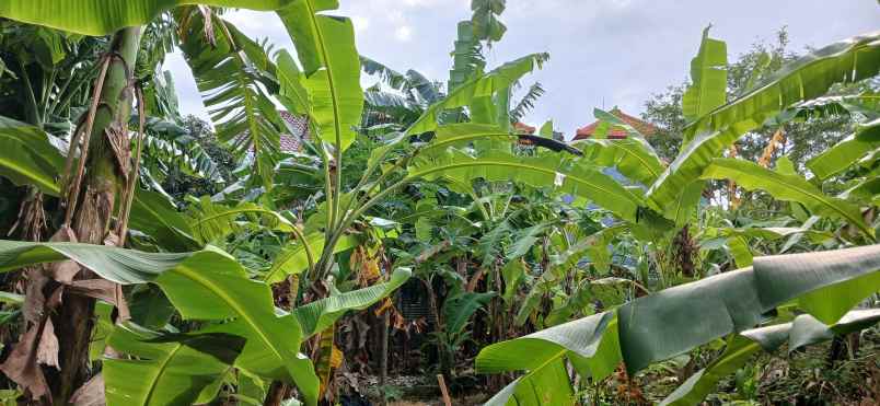 dijual tanah tibubeneng canggu berawa