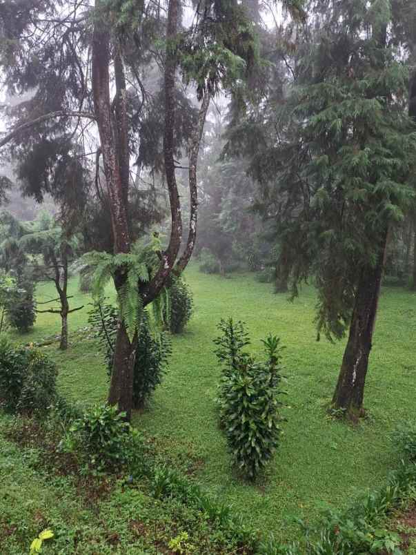 dijual villa jalan raya puncak puncak