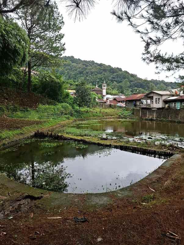 dijual villa jalan raya puncak puncak
