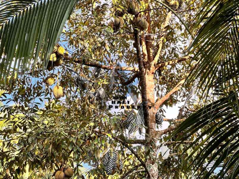 jual tanah view pantai pinggir jalan surabrata