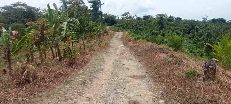 lahan kebun sawit baru 2 tahun