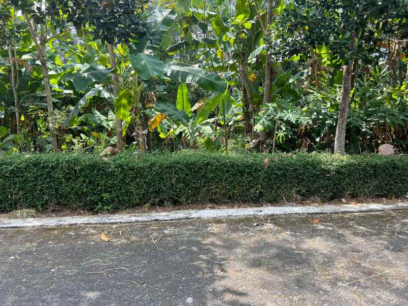 tanah datar utara pasar mojogedang 990m2 strategis
