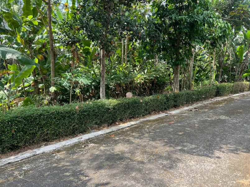 tanah datar utara pasar mojogedang 990m2 strategis
