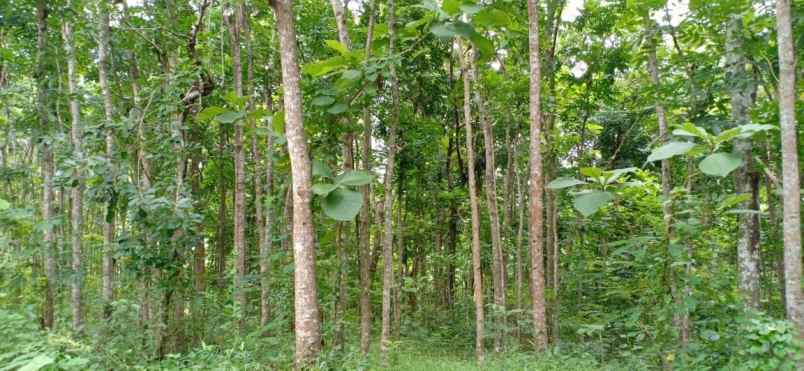 tanah kerjo karanganyar