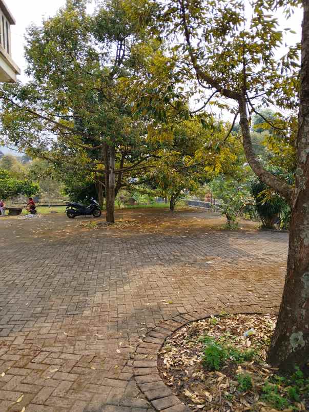 villa dan kebun durian