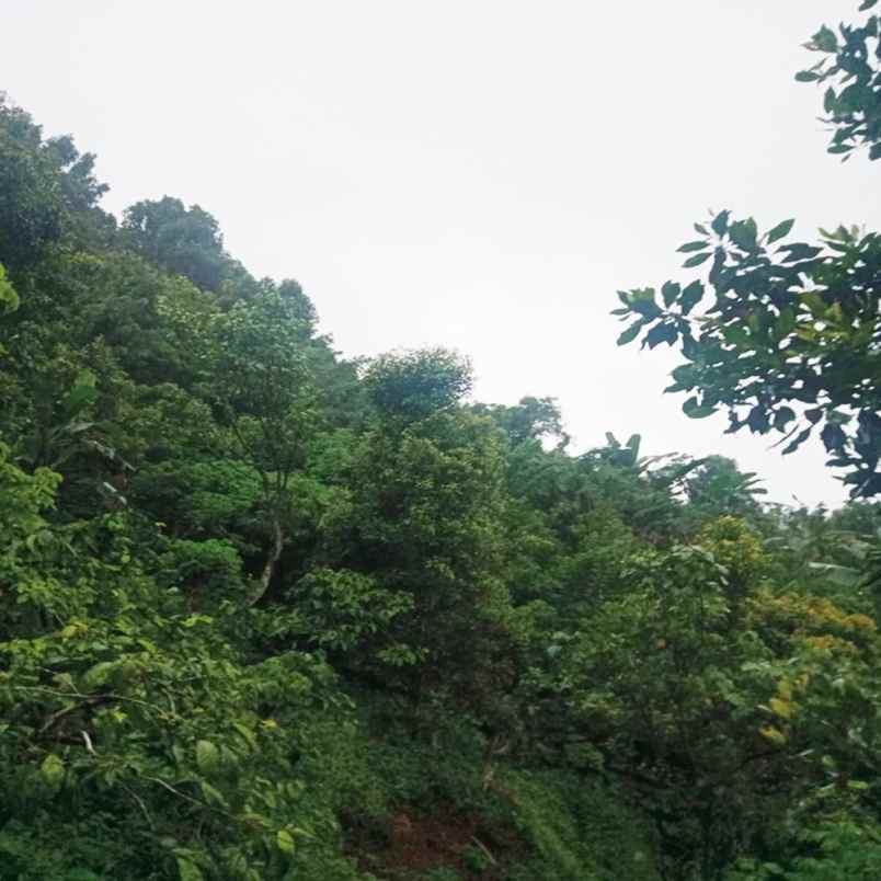 dijual tanah desa galungan munduk masem