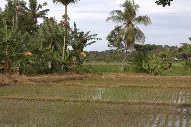 dijual tanah desa karangbendo kec rogojampi