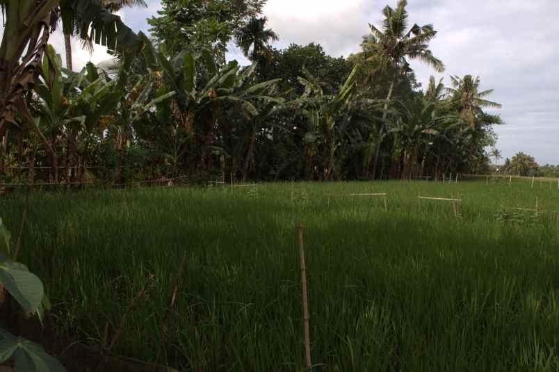 dijual tanah desa karangbendo kec rogojampi