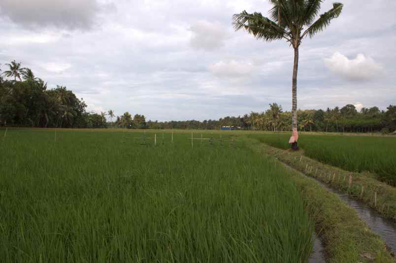 dijual tanah desa karangbendo kec rogojampi