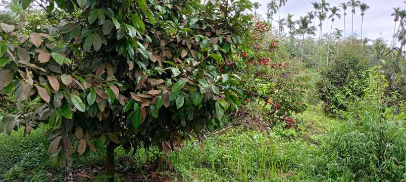 dijual tanah jl jamin ginting bandar