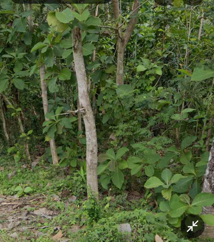 dijual tanah karangnongko