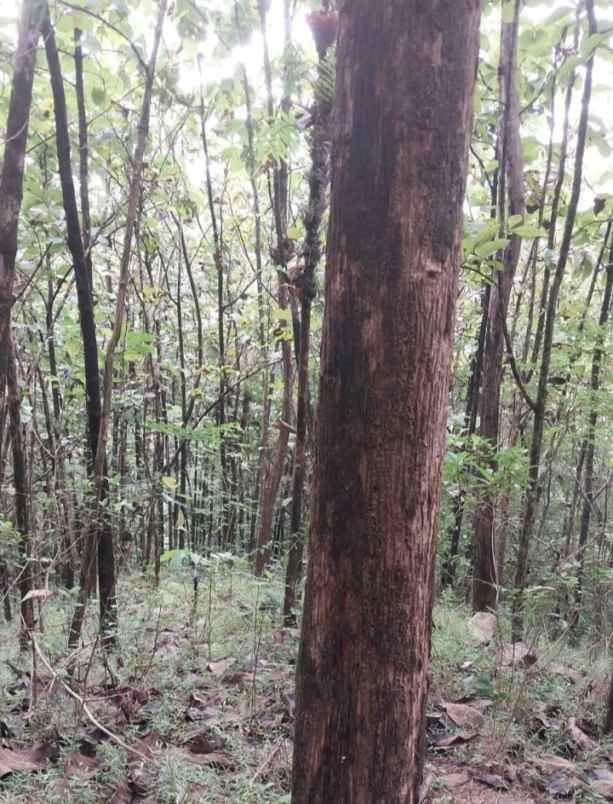 dijual tanah kebun jati di kuningan jawa barat