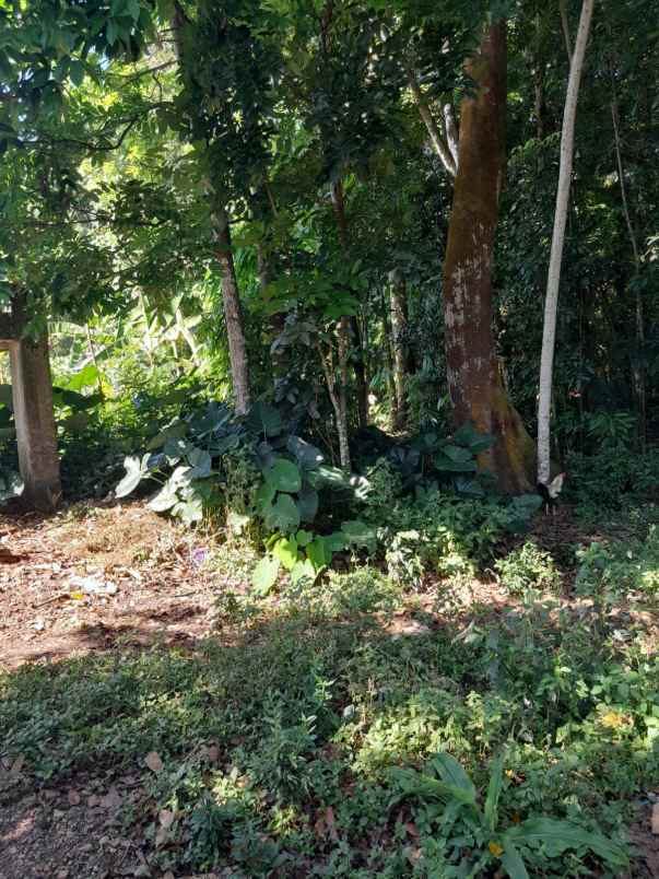 dijual tanah kebun lingkungan penduduk akses mobil