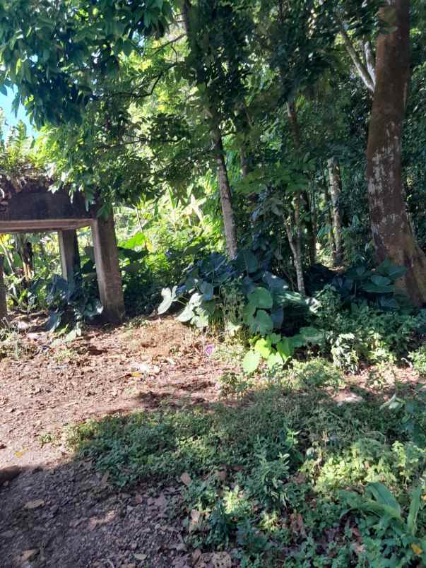 dijual tanah kebun lingkungan penduduk akses mobil