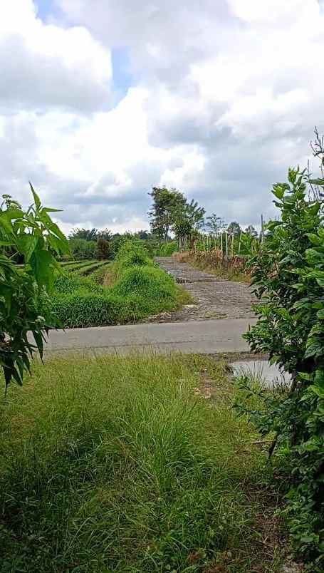 dijual tanah persedanta barus jahe