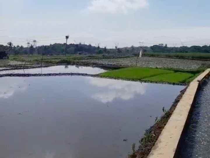 dijual tanah sawah produktif di randibawa kuningan
