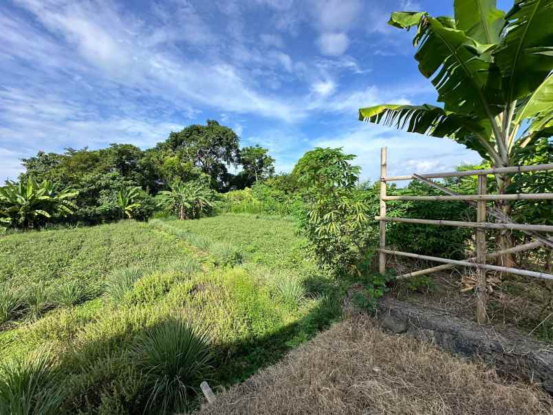 dijual tanah sedap malam