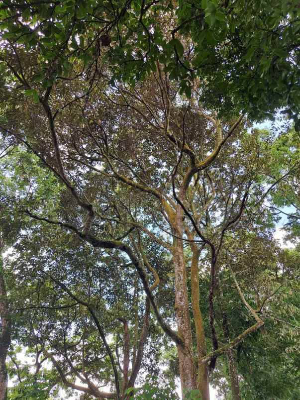 dijual tanah talun kenas deli serdang