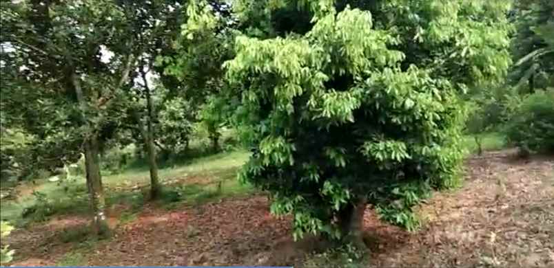 tanah jl amd cibentang ciseeng