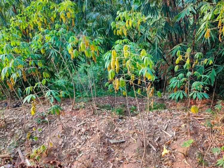 tanah karangpandan karanganyar