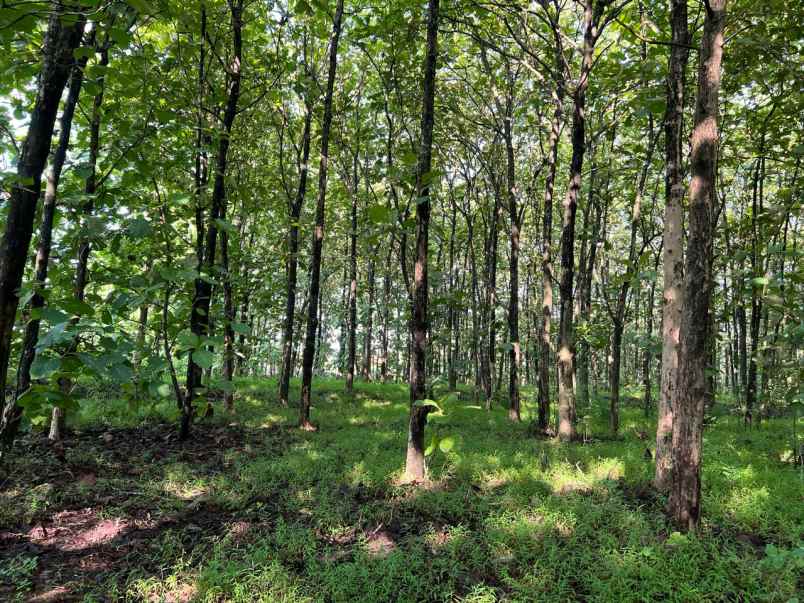 tanah kebun jati 7000m hanya 700 juta karanganyar