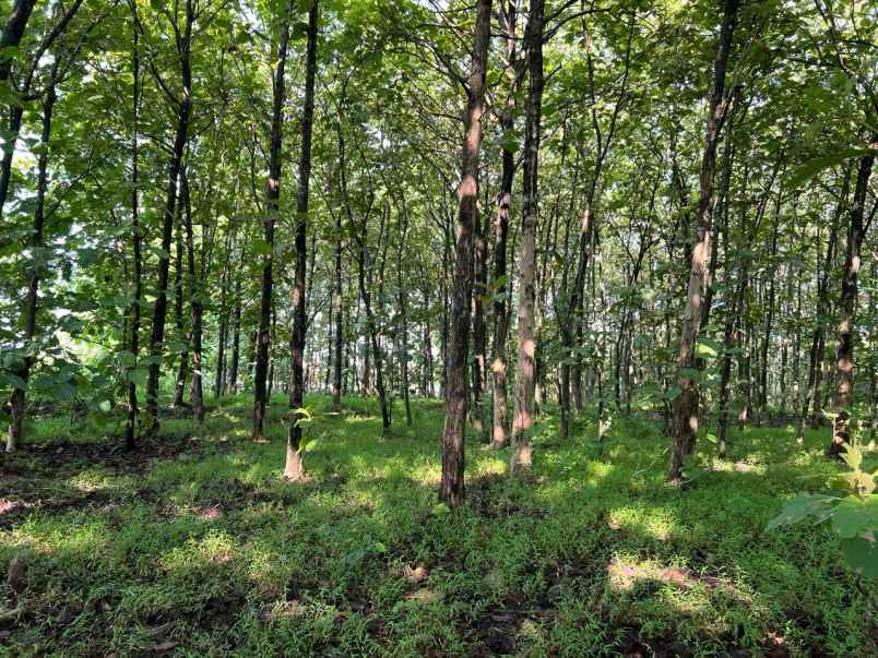 tanah kebun jati 7000m hanya 700 juta karanganyar